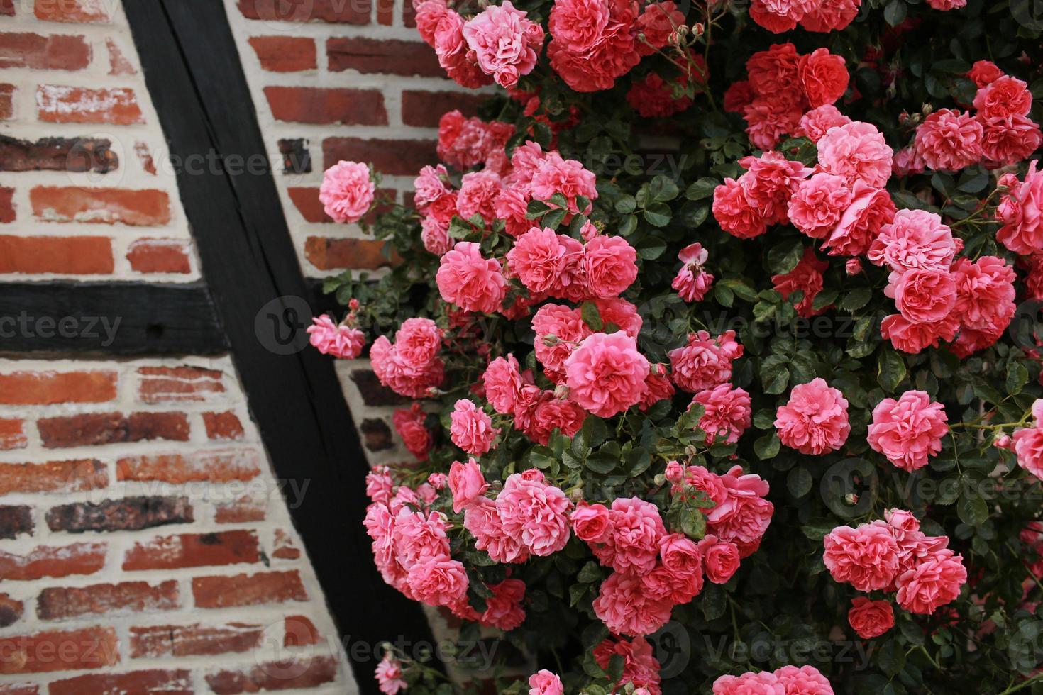 bush of beautiful pink roses near the brick wall. roses flowers background photo