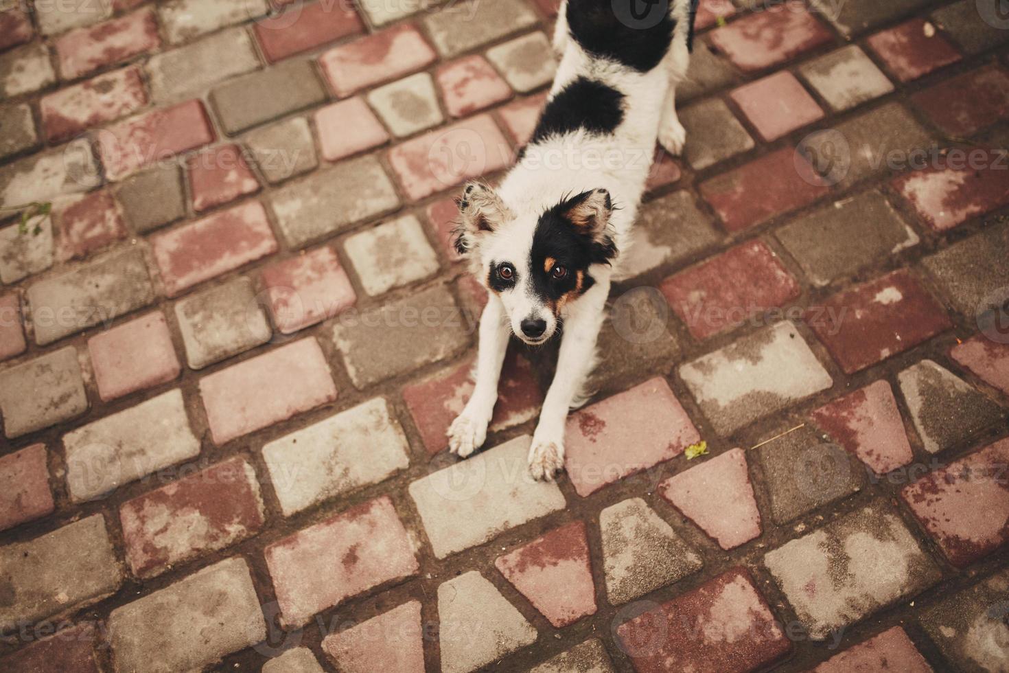 black and white dog enjoys a rest. Cute dog enjoy playing at park outdoors. photo