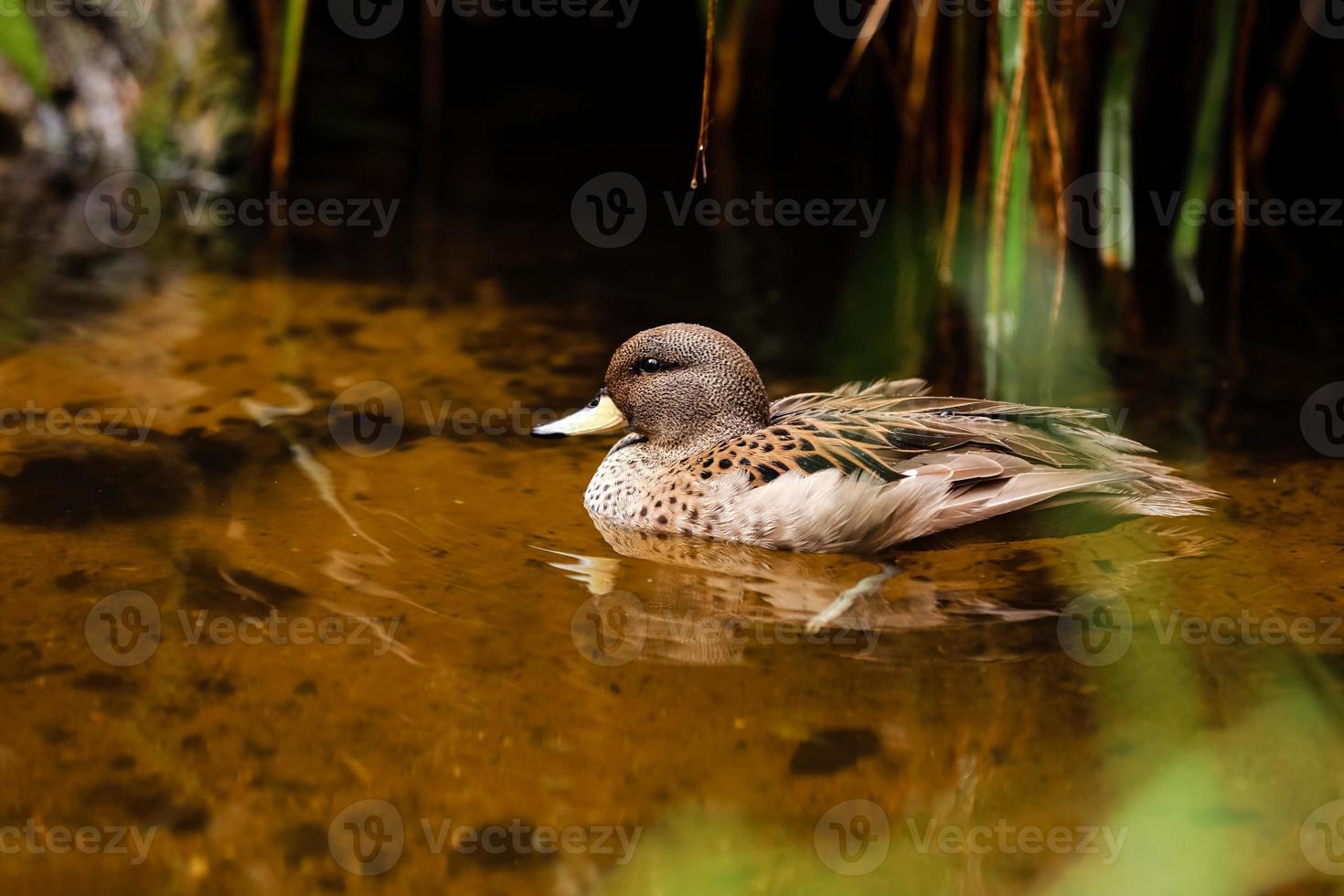 Mallard in the pond, beautiful wild duck swims in the water photo