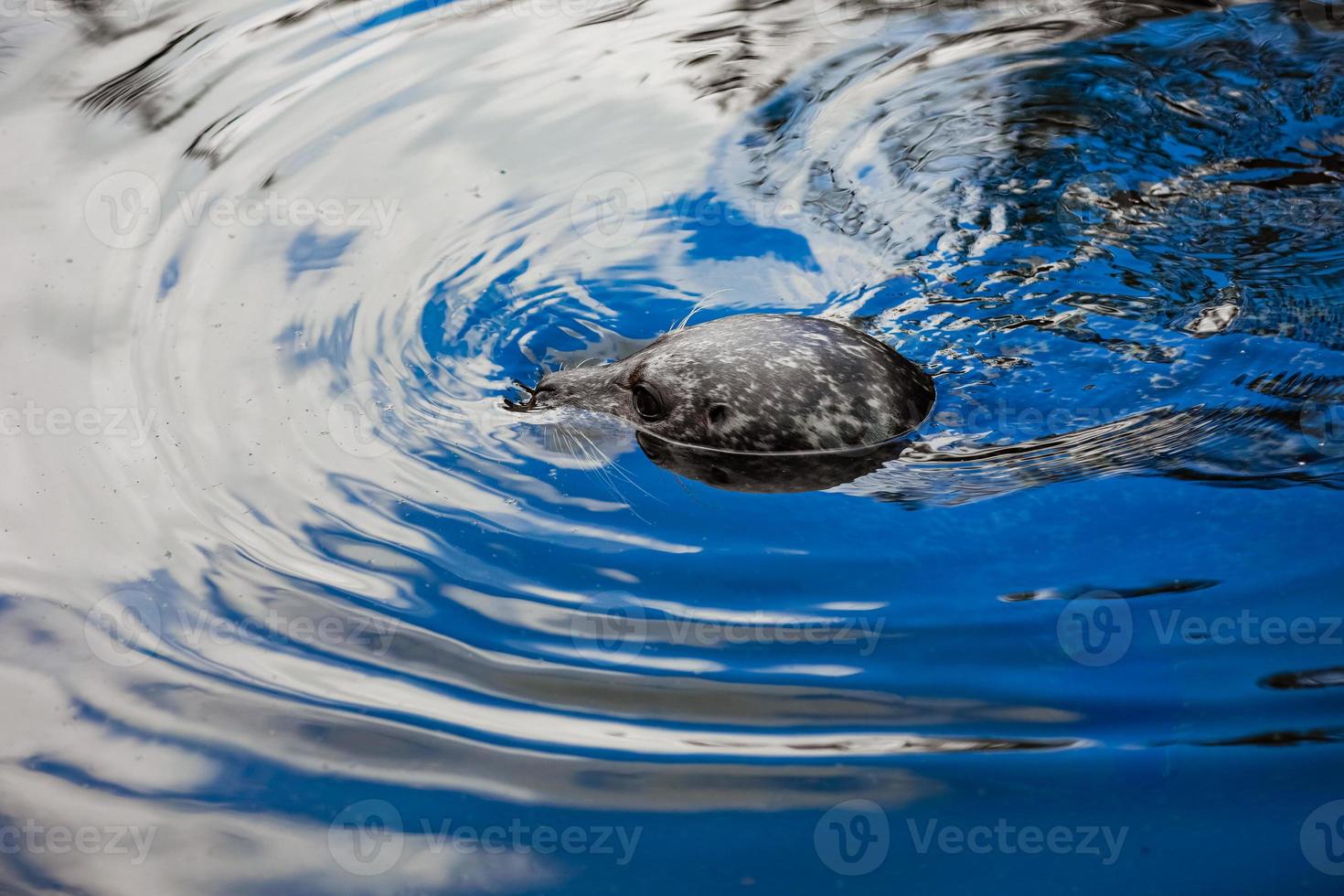 una foca de puerto mirando directamente a la cámara mientras está en el agua en una playa. sellos en el agua. foto