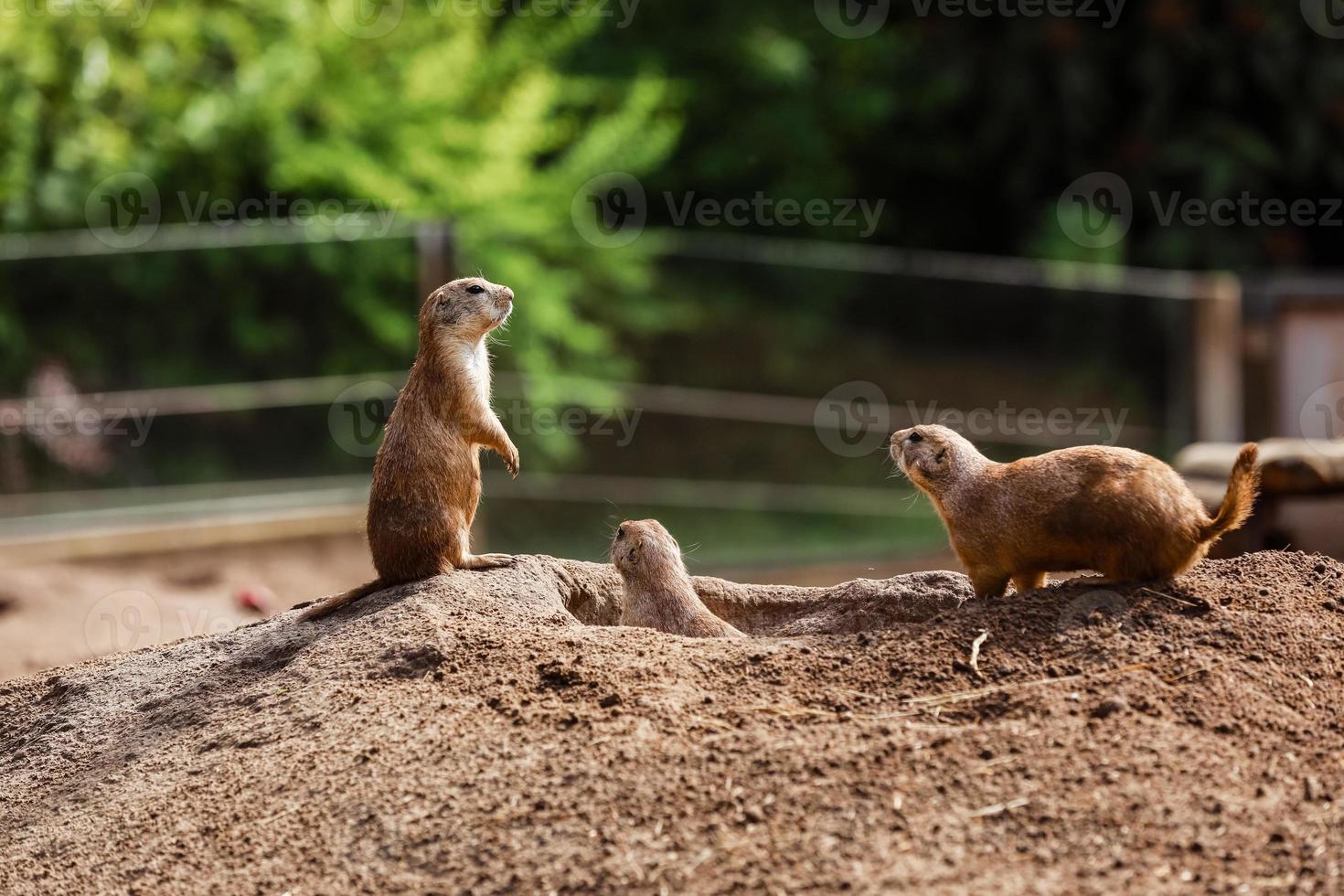 Funny gophers squirrel in the zoo. hamsters in the nature. Close up of muzzle of fluffy gophers. selective focus photo