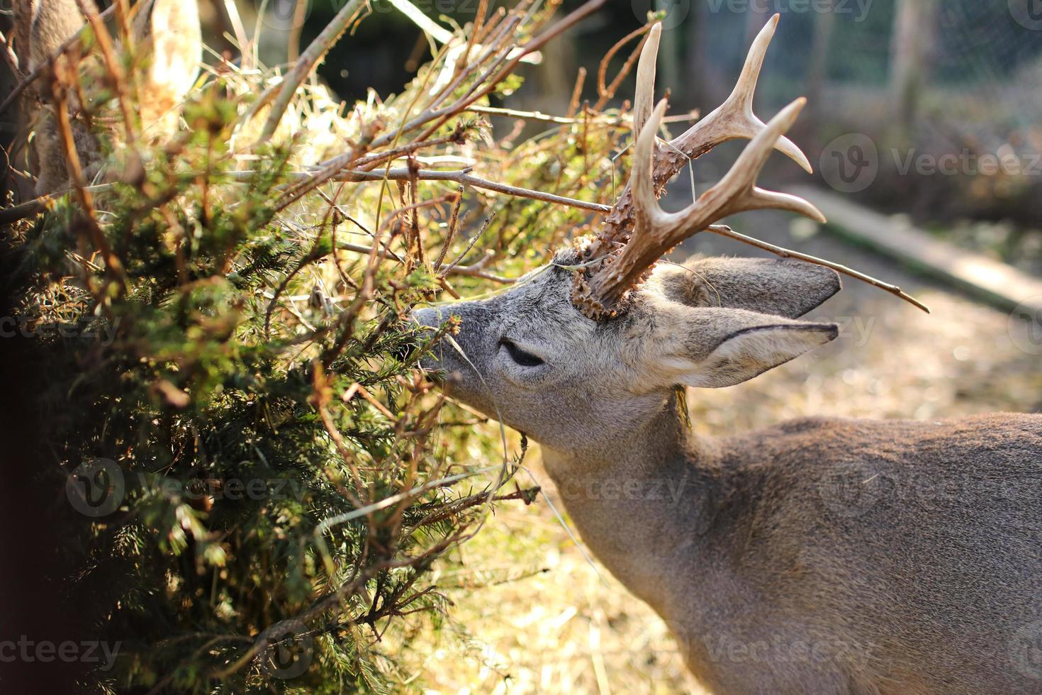 roe deer eat food at the fence at the farm. animal background. selective focus photo