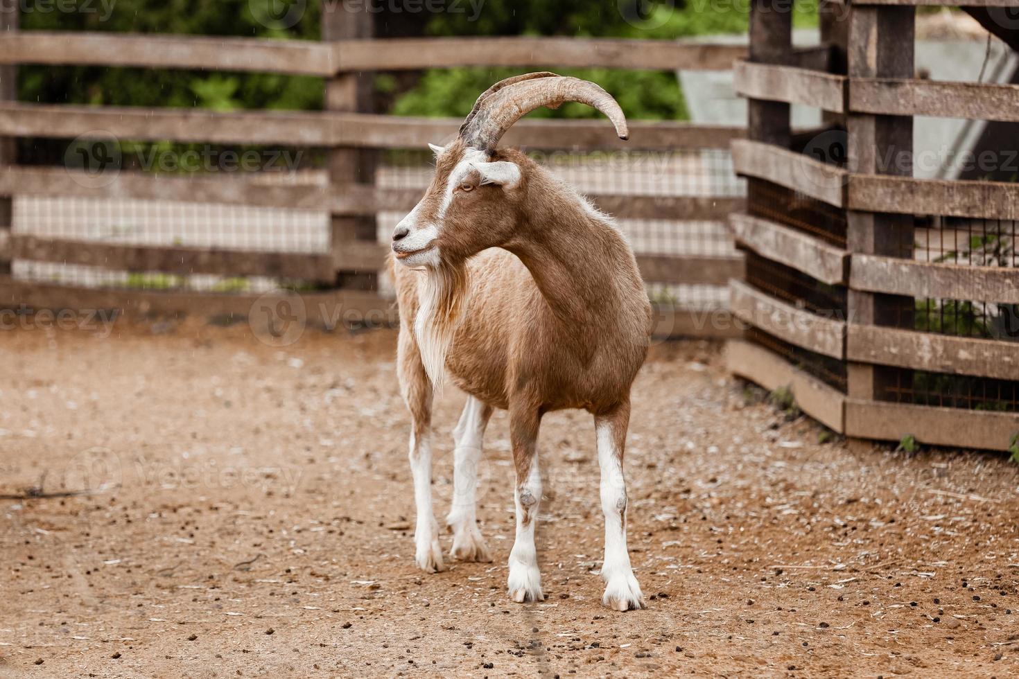 beautiful mountain goat. Mountain ram portrait. Mountain goat with big horns in zoo photo