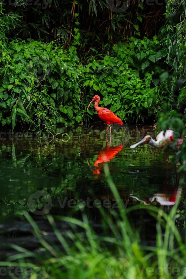 A pink flamingos hunting in the pond, Oasis of green in urban setting, flamingo photo