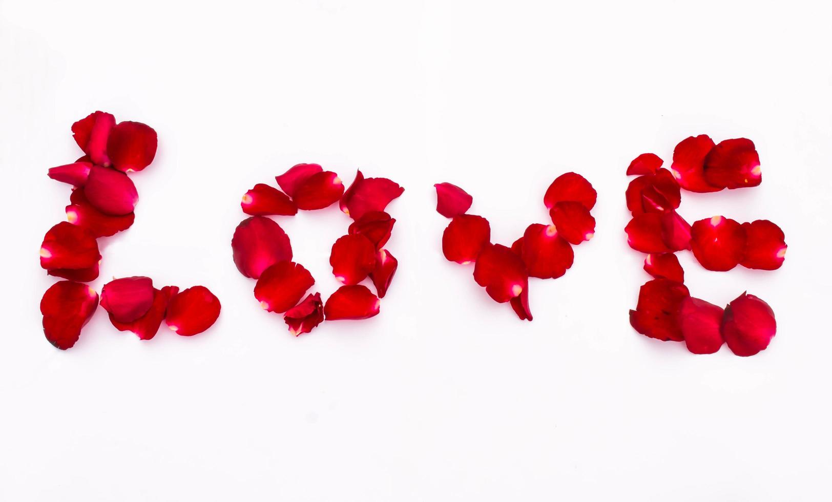 red rose love photo