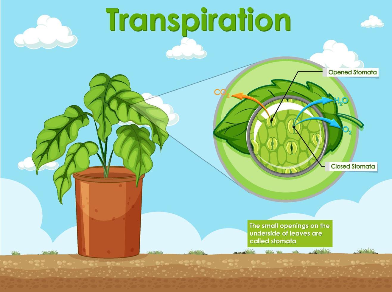 diagrama que muestra la transpiración en la planta vector