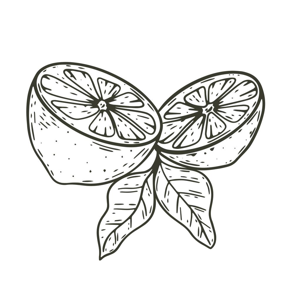 Cut lemon with leaves sketch vintage composition vector