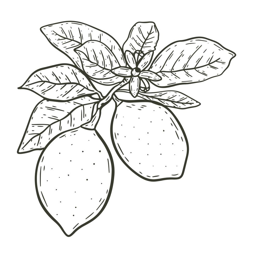 Lemons on branch with leaves sketch isolated vector illustration