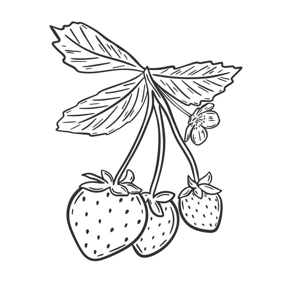 fresas en rama con hojas vector ilustración aislada