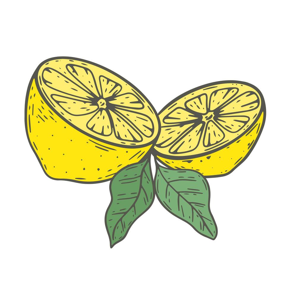 Lemons cut in half vector illustration
