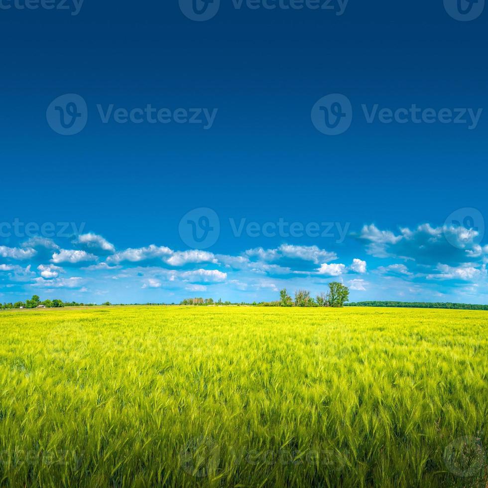 Banner with view of beautiful farm landscape of green wheat field in late Spring, beginning of Summer in Europe, at blue sky with clouds and copy space gradient background. photo