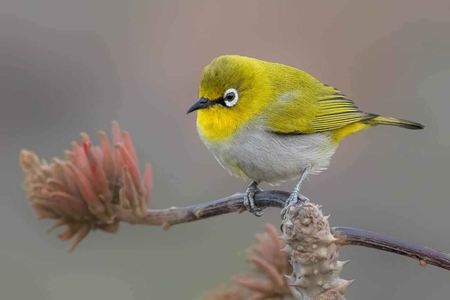 Japanese white-eye and mountain white-eye, Warbling white-eyesitting on a branch in the forest photo