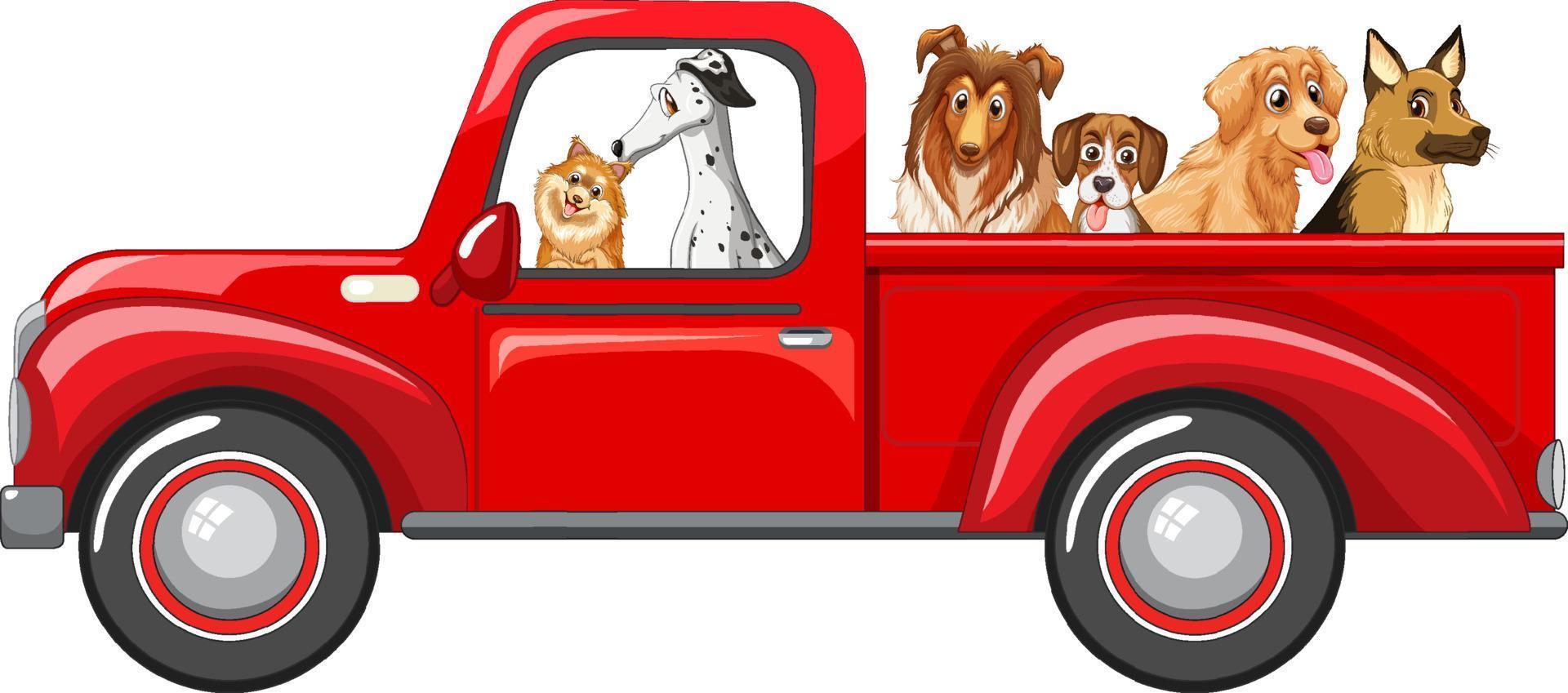 Dogs riding a car on white background vector