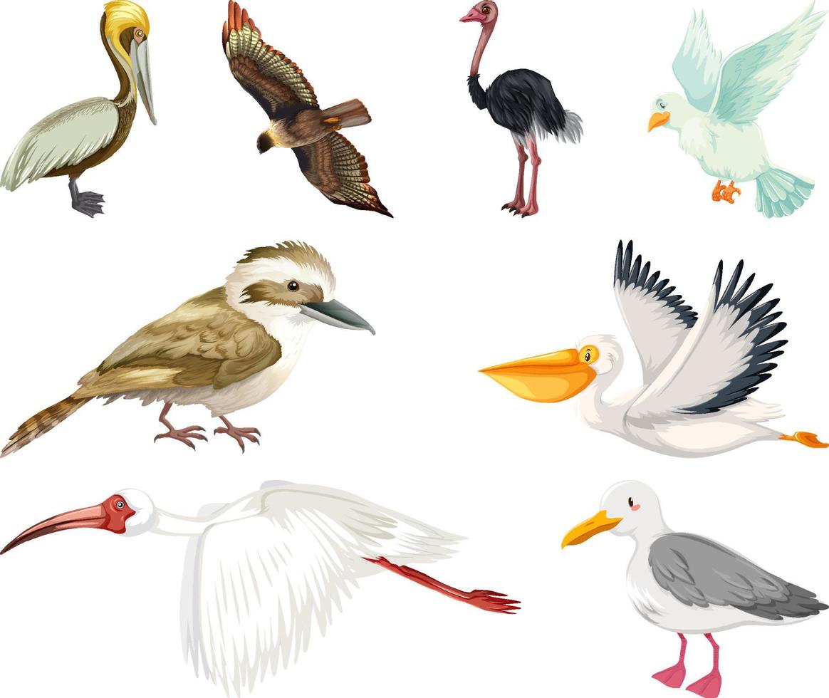 Different kinds of birds collection vector