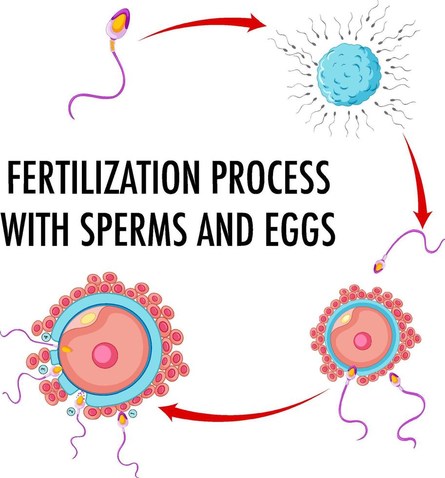 diagrama que muestra el proceso de fertilización vector