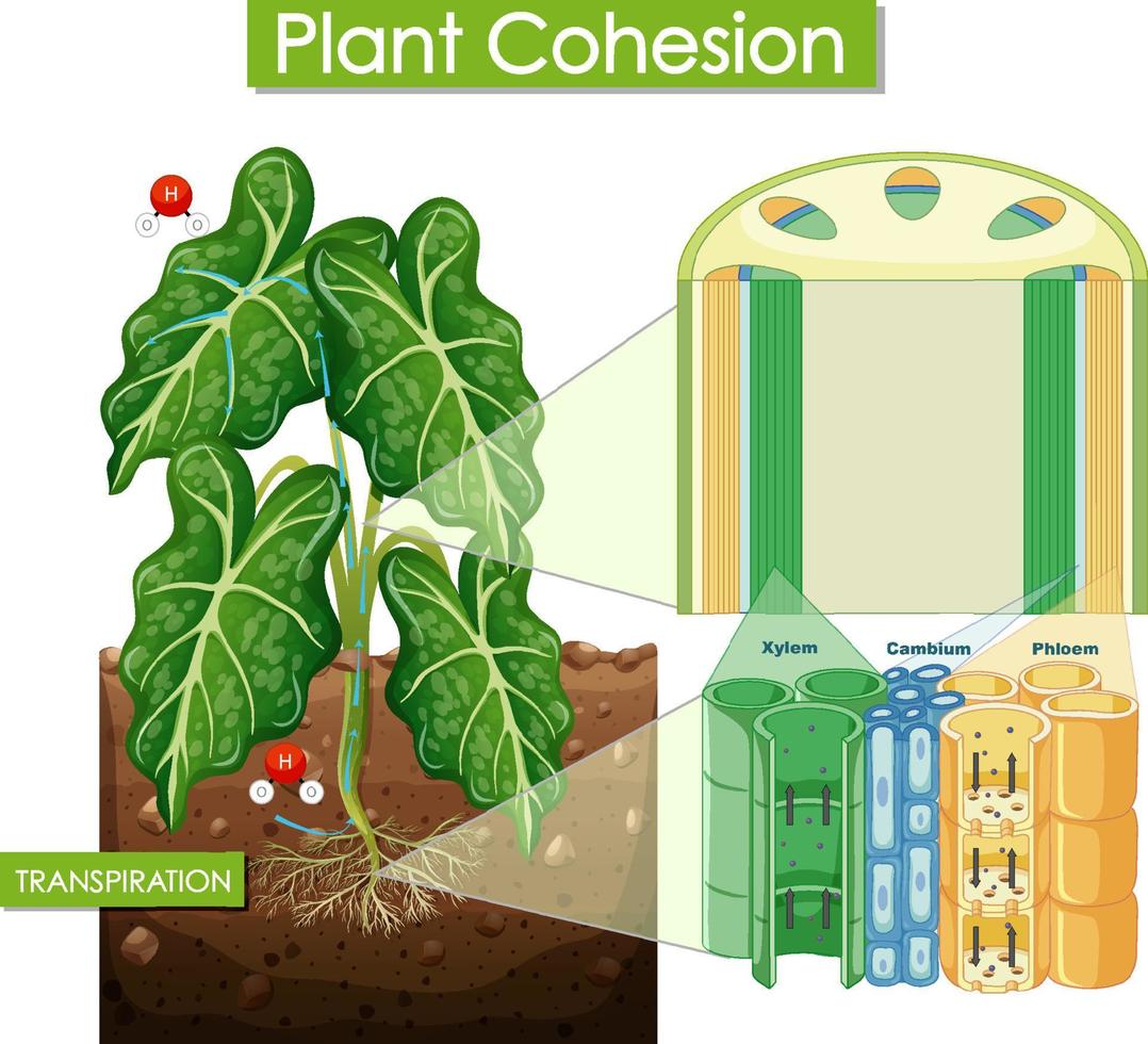 Diagram showing plant cohesion vector