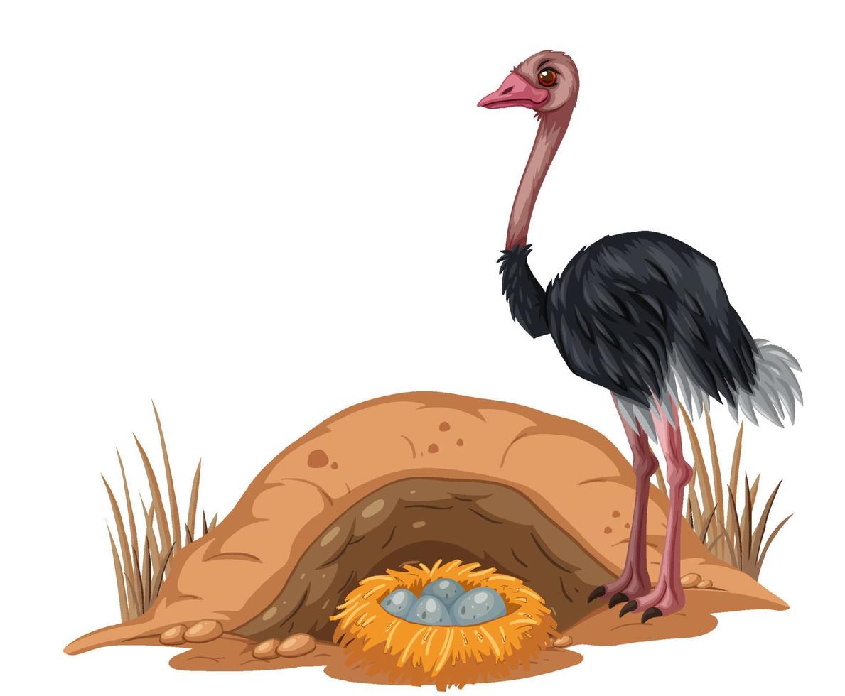 Ostrich with its egg in cartoon style vector