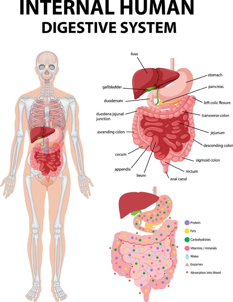 diagrama que muestra el sistema digestivo humano interno vector