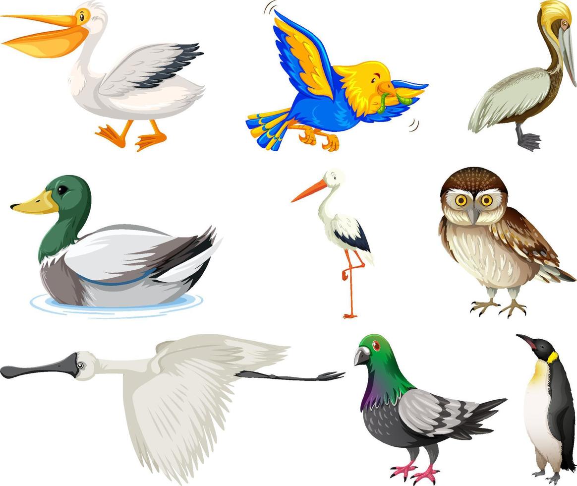 Different kinds of birds collection vector