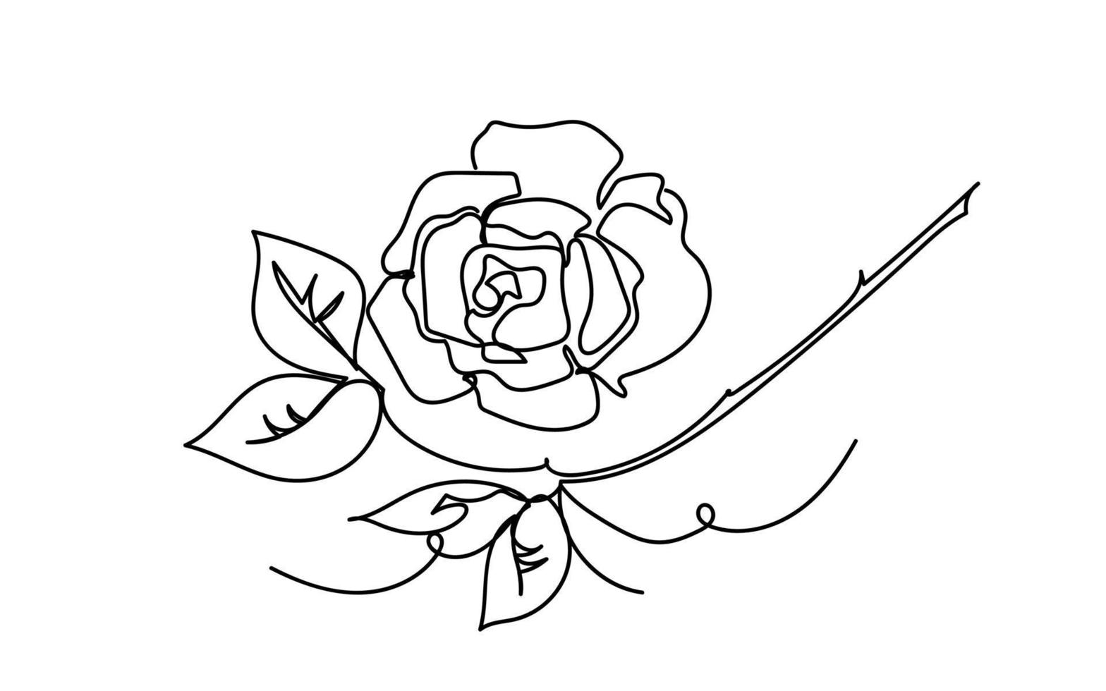 Continuous line drawing of rose flower,doodle sketch style vector abstract art.