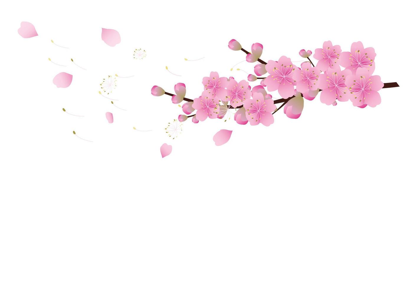 fondo de flores de sakura. flor de cerezo aislado fondo blanco vector