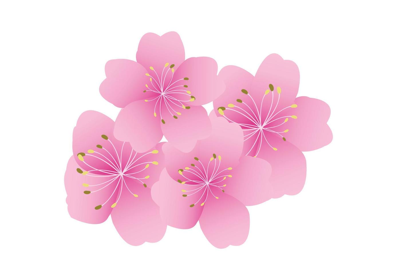 Sakura flowers background. cherry blossom isolated white background vector