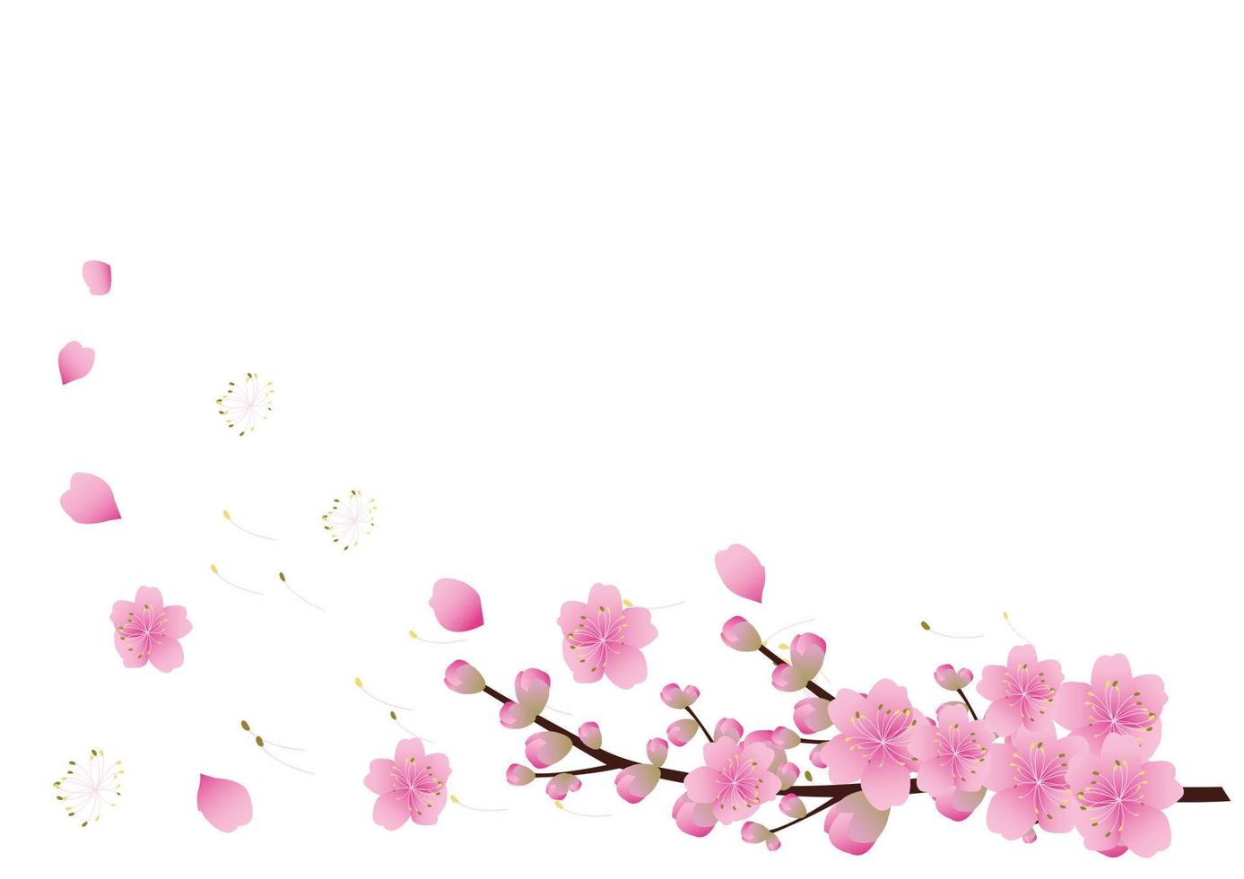 Sakura flowers background. cherry blossom isolated white background vector