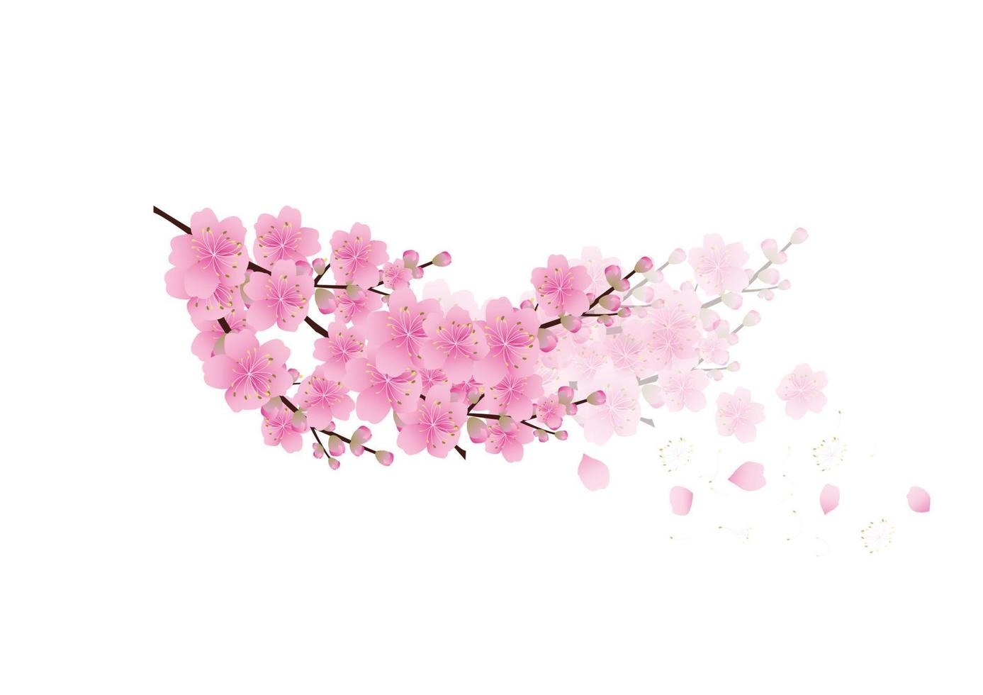 fondo de flores de sakura. flor de cerezo aislado fondo blanco vector