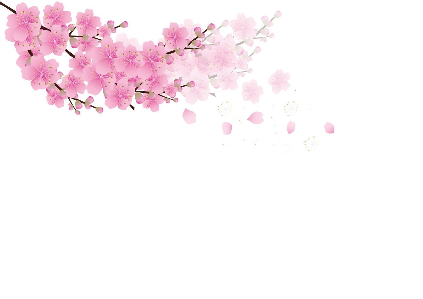 Sakura flowers background. cherry blossom isolated white background vector