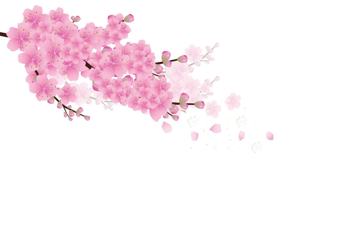 fondo de flores de sakura. flor de cerezo aislado fondo blanco vector