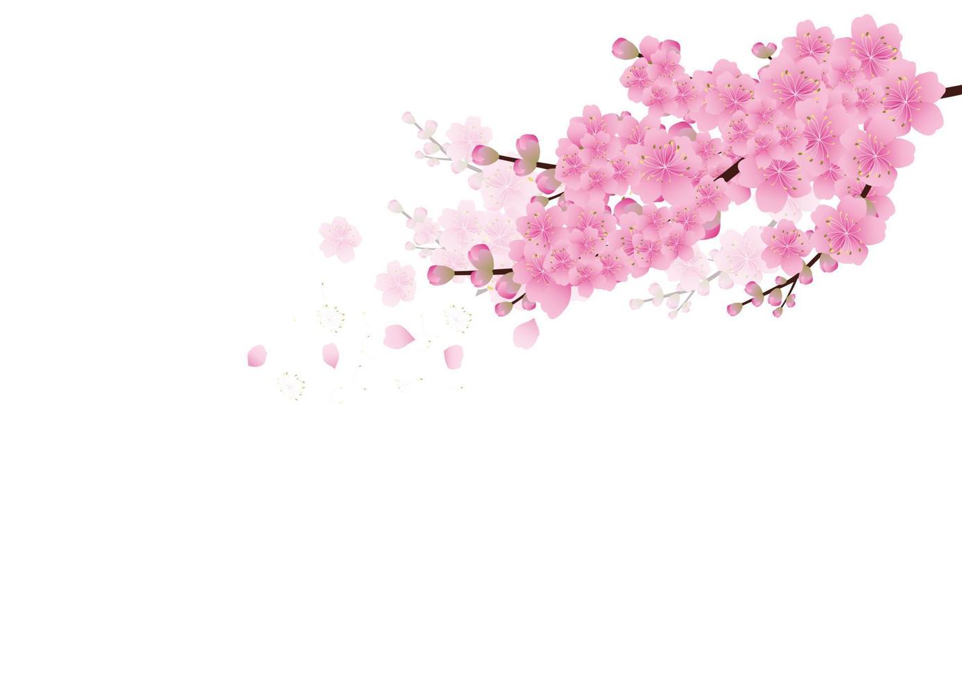 Sakura flowers background. cherry blossom isolated white background vector