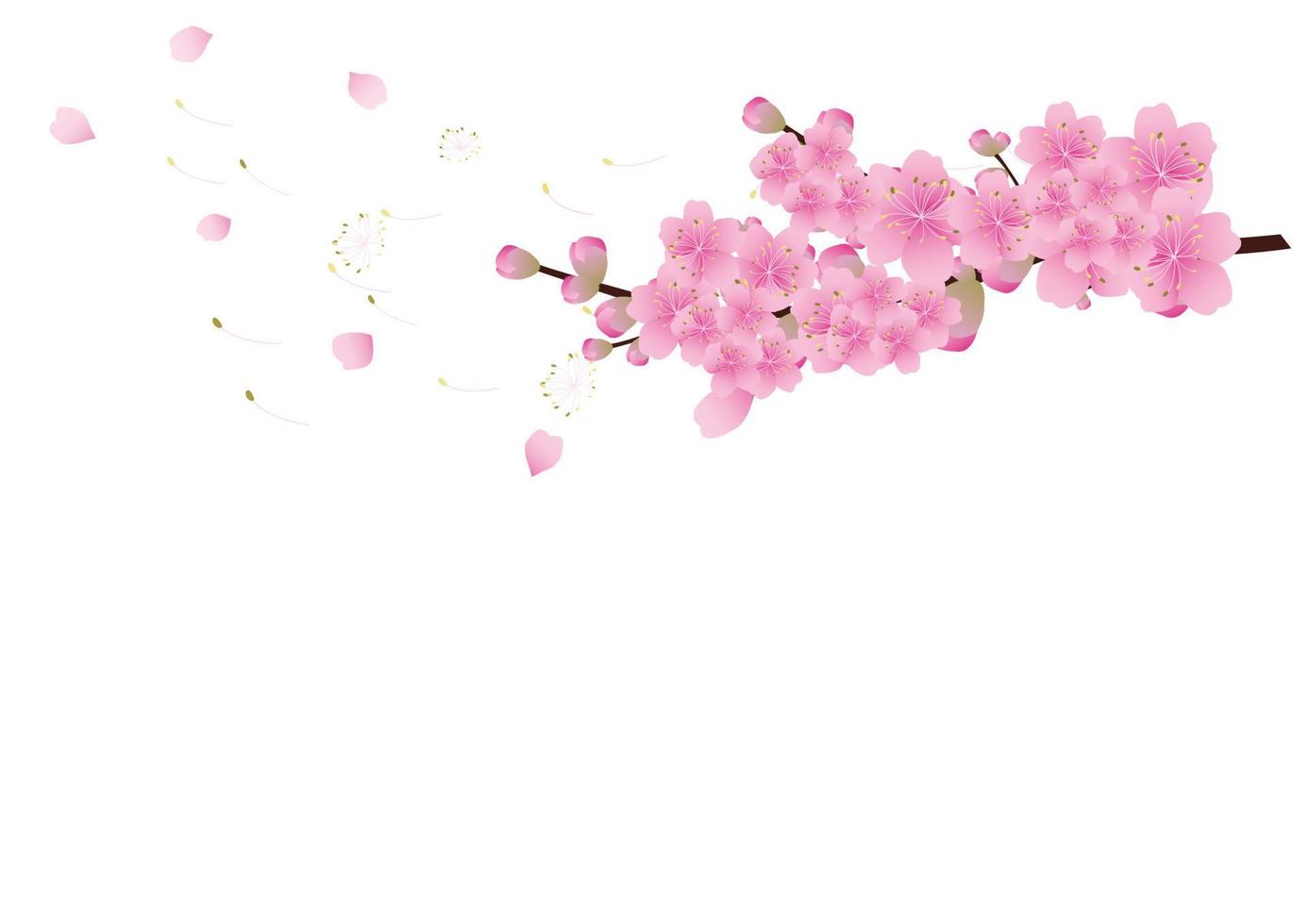 fondo de flores de sakura. flor de cerezo aislado fondo blanco vector