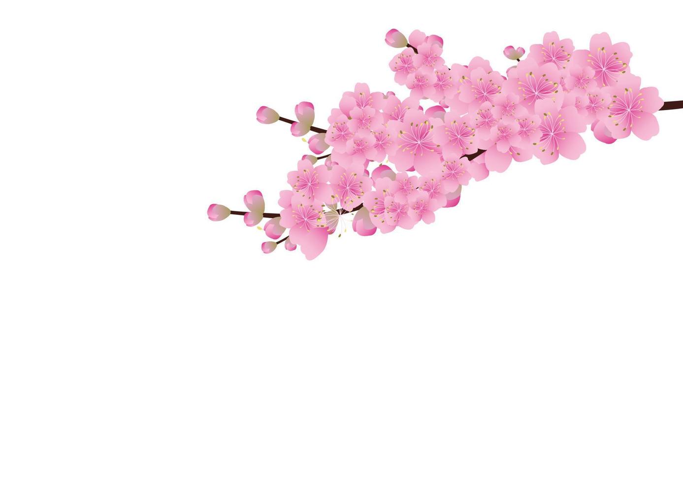 Sakura flowers background. cherry blossom isolated white background vector