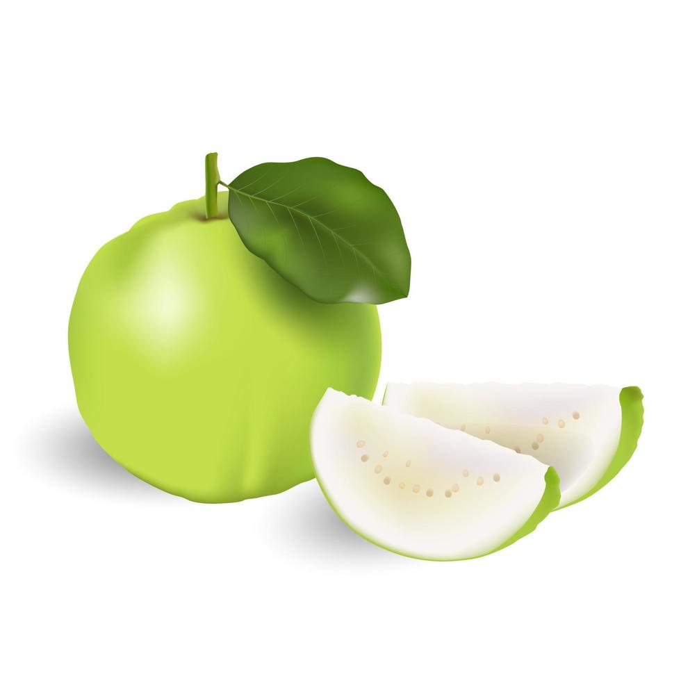 Beautiful fresh green guava on a white background, vector