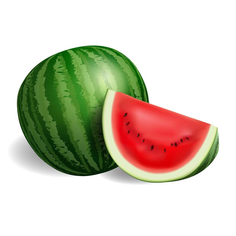 Fresh watermelon, whole and sliced, on a white background, vector