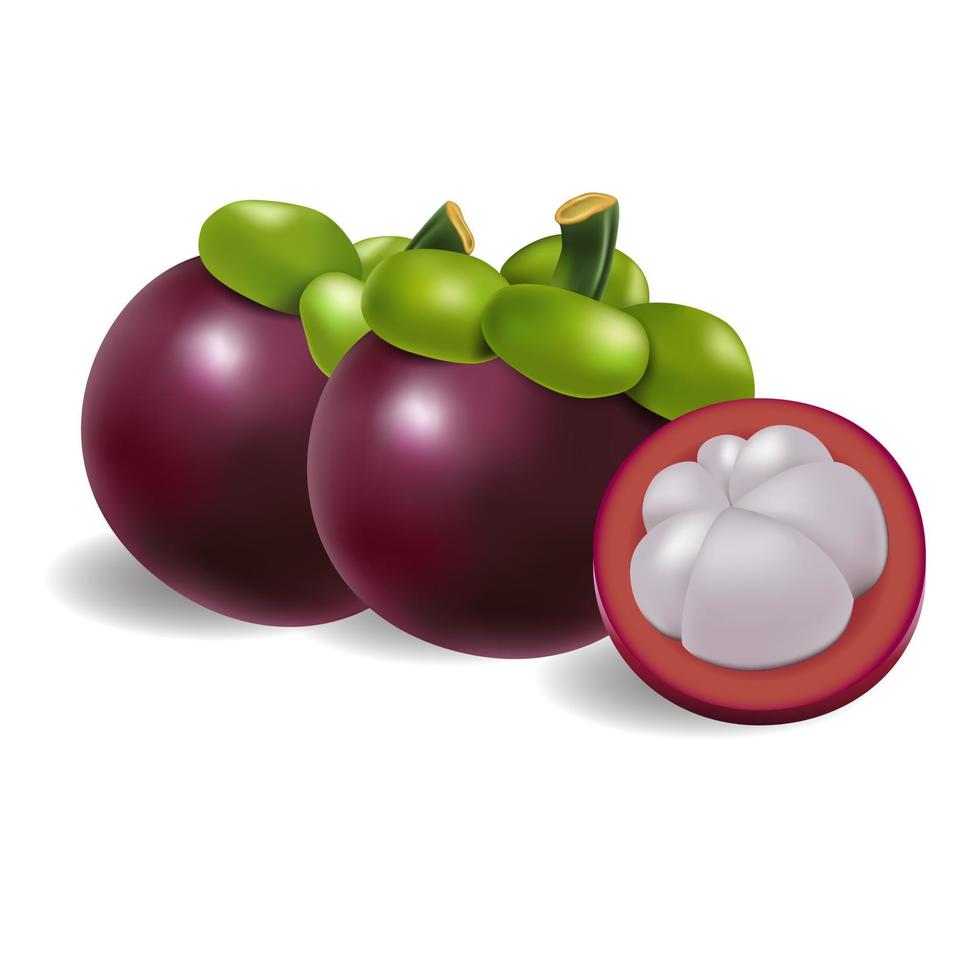 Beautiful fresh mangosteen on a white, asia fruit vector