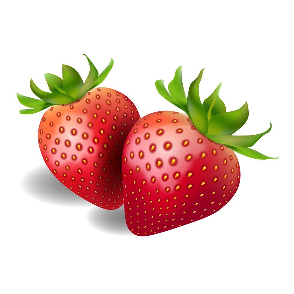 fresas frescas sobre un fondo blanco, vector