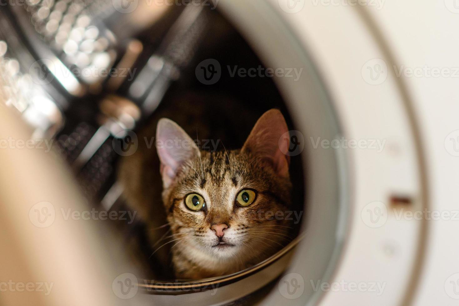 el gato está sentado en un tambor en la lavadora foto