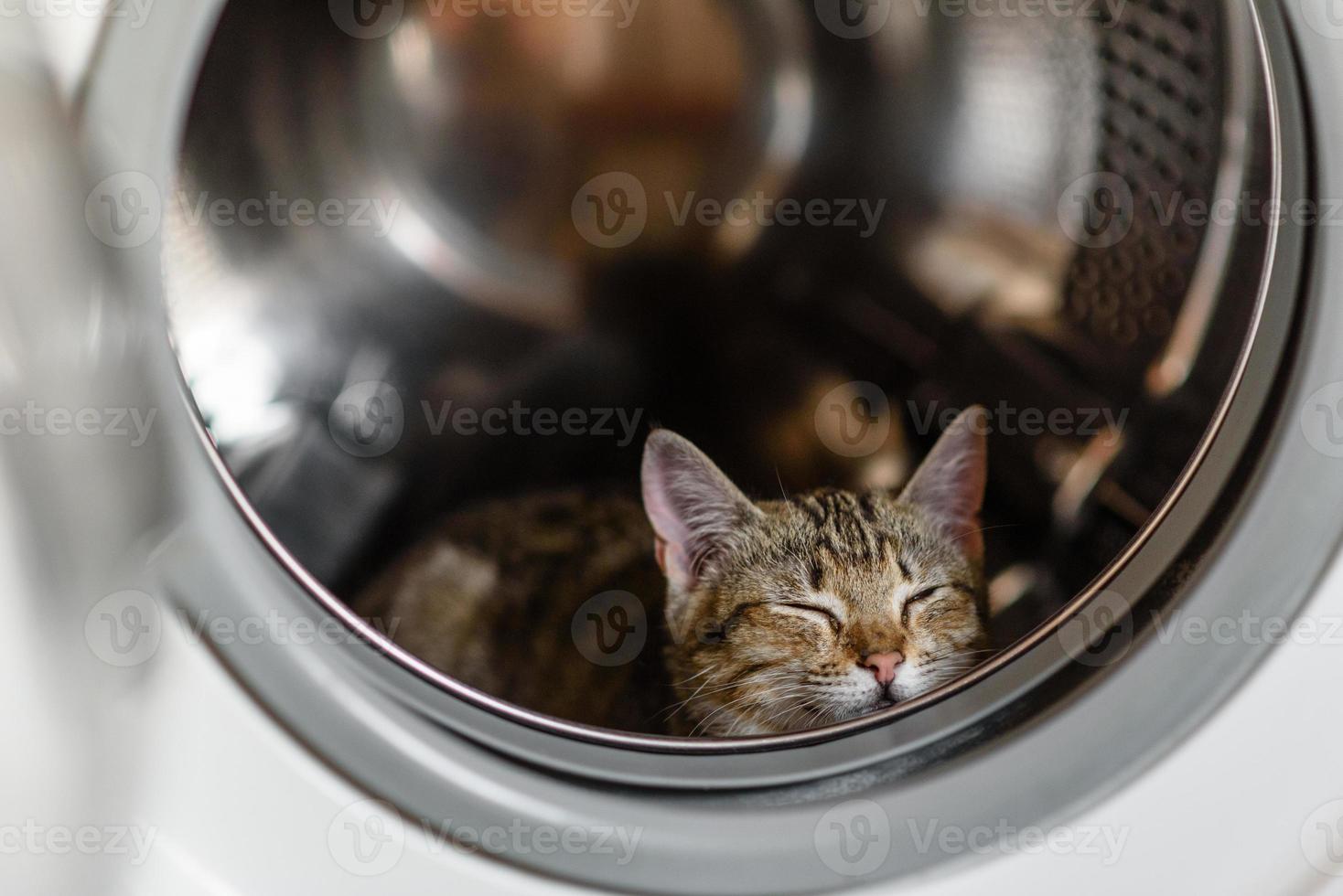 The cat is sitting in a drum in the washing machine photo