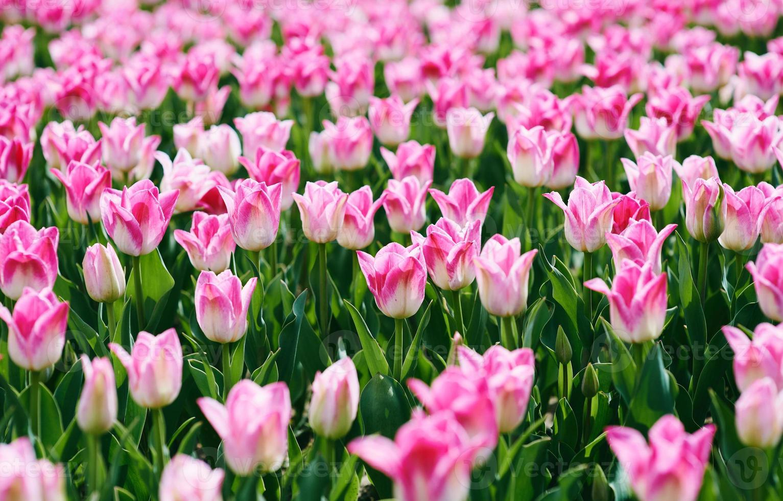 Amazing blooming pink tulips pattern outdoor. Nature, flowers, spring, gardening concept photo