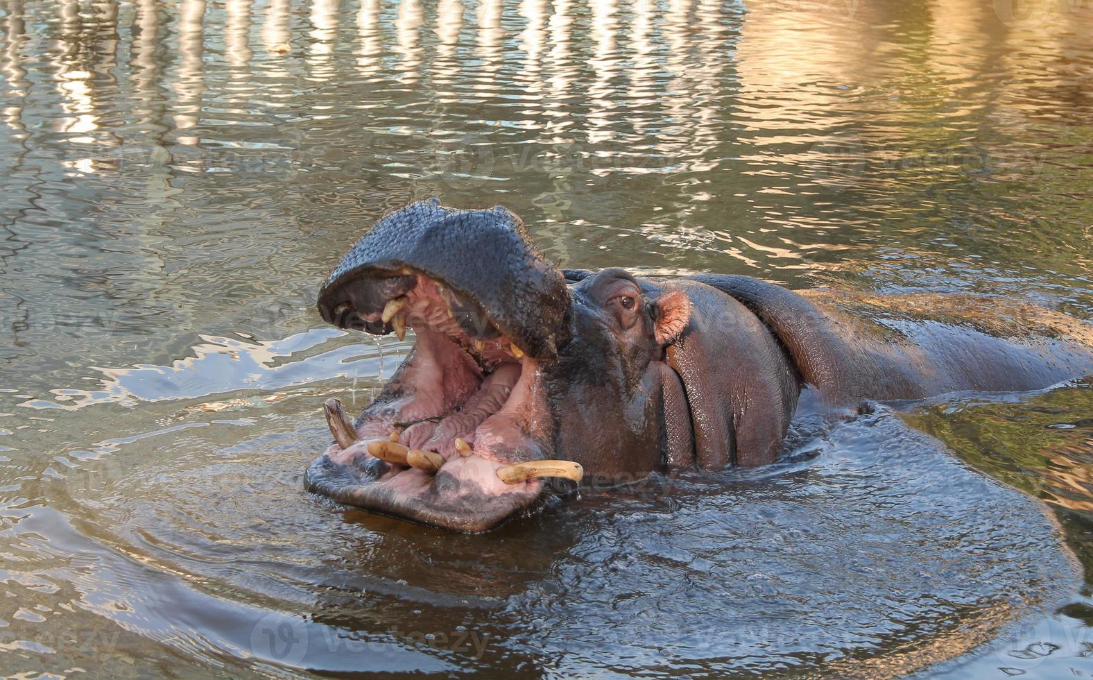 Hippopotamu Hippopotamus amphibius aka Hippo mammal animal in a photo