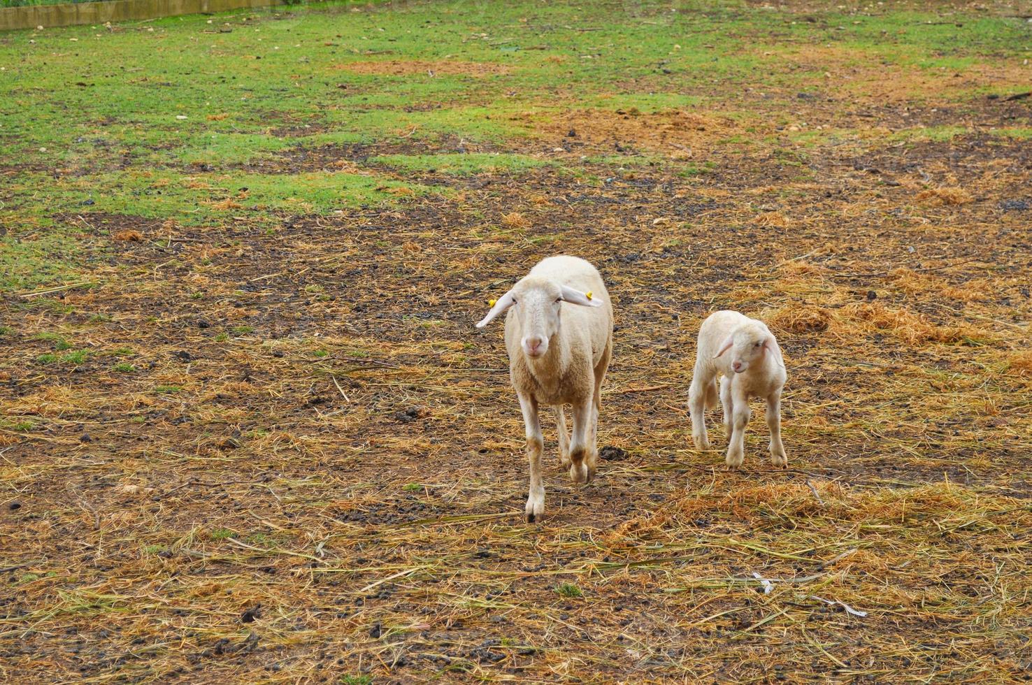 Sheep quadrupedal ruminant mammal in the grass photo