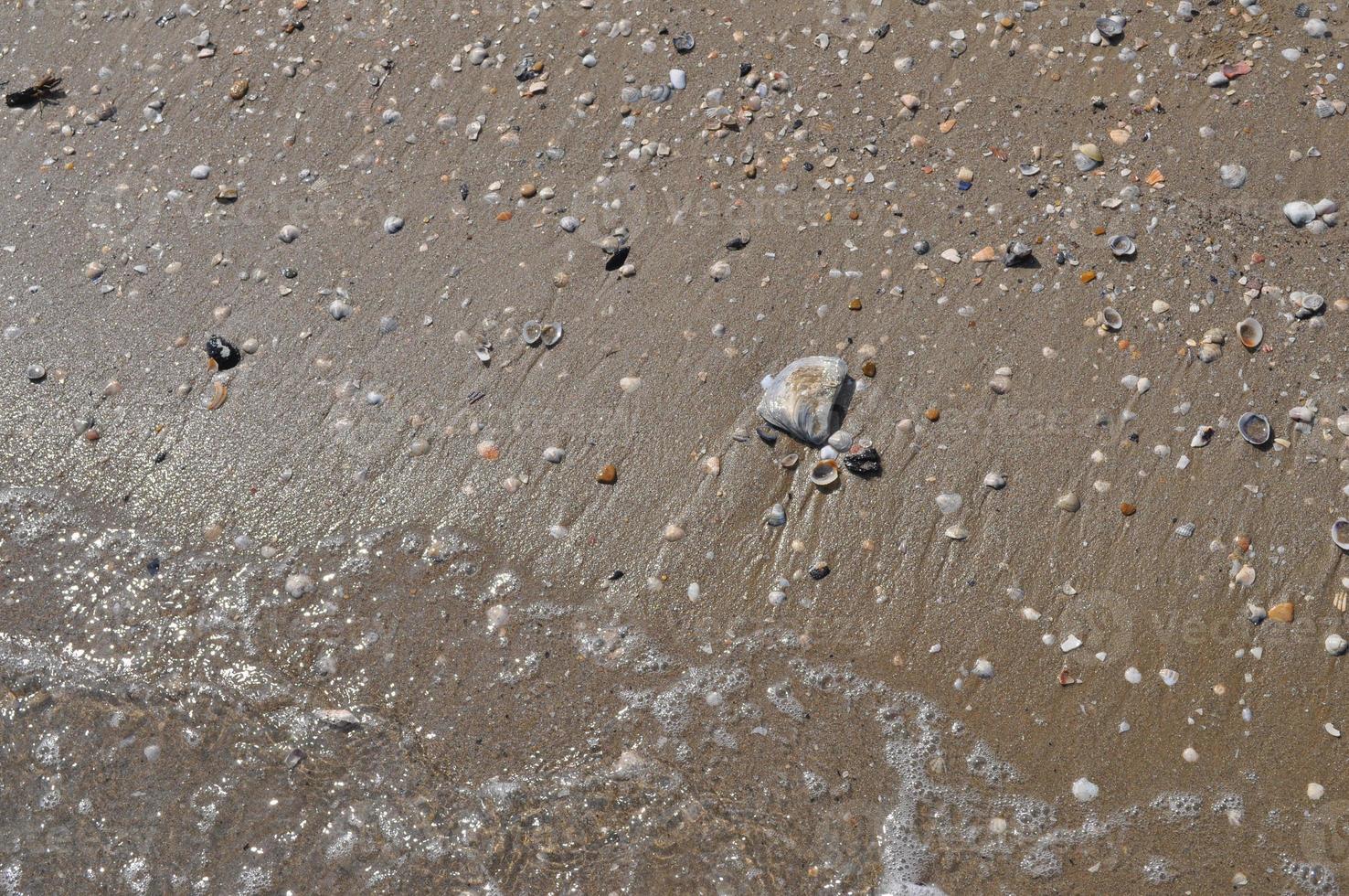 seashells by the seashore photo