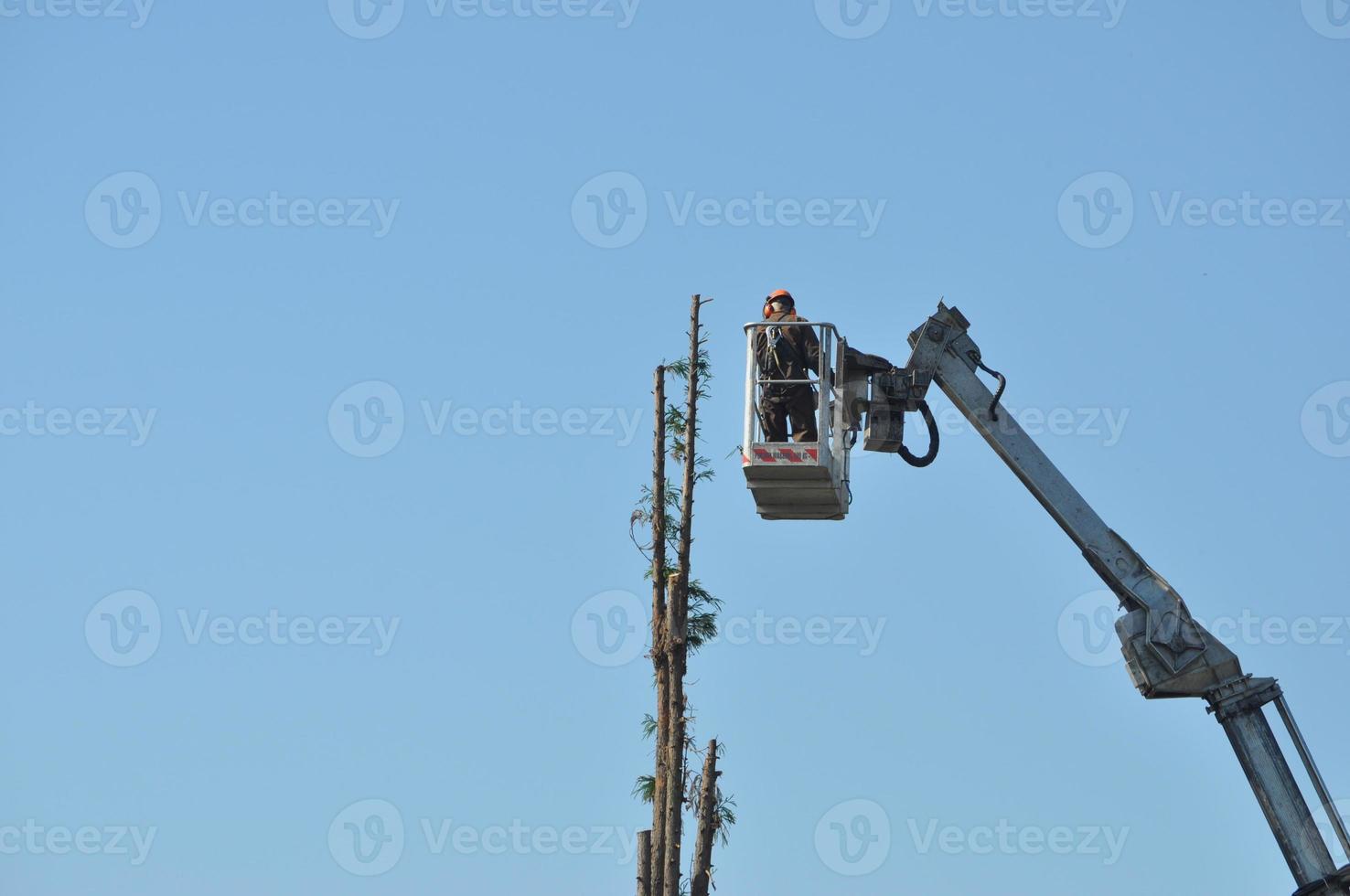 Unrecognisable gardener pruning a tree photo