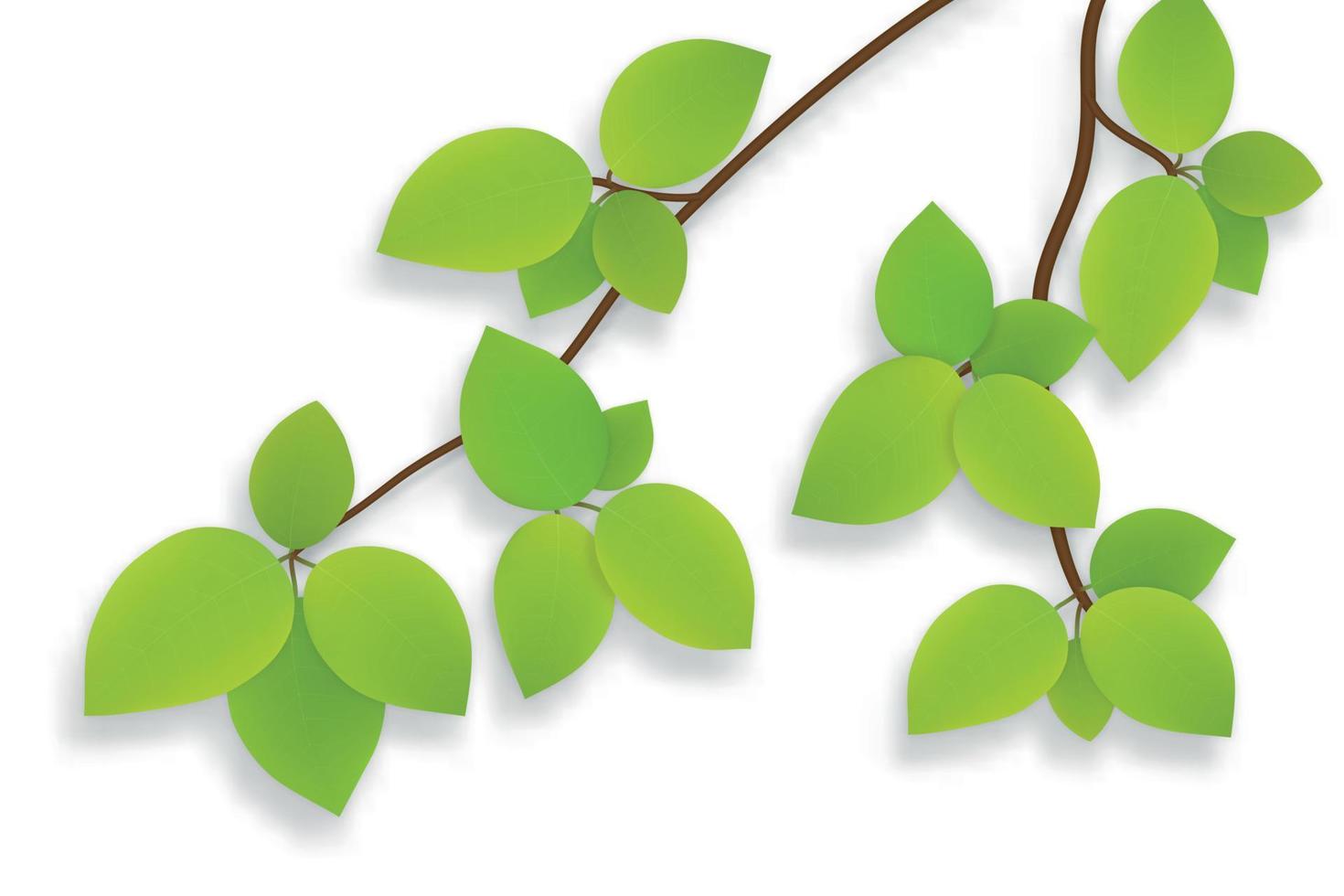 green leaves on tree branch isolated on white background for your design vector