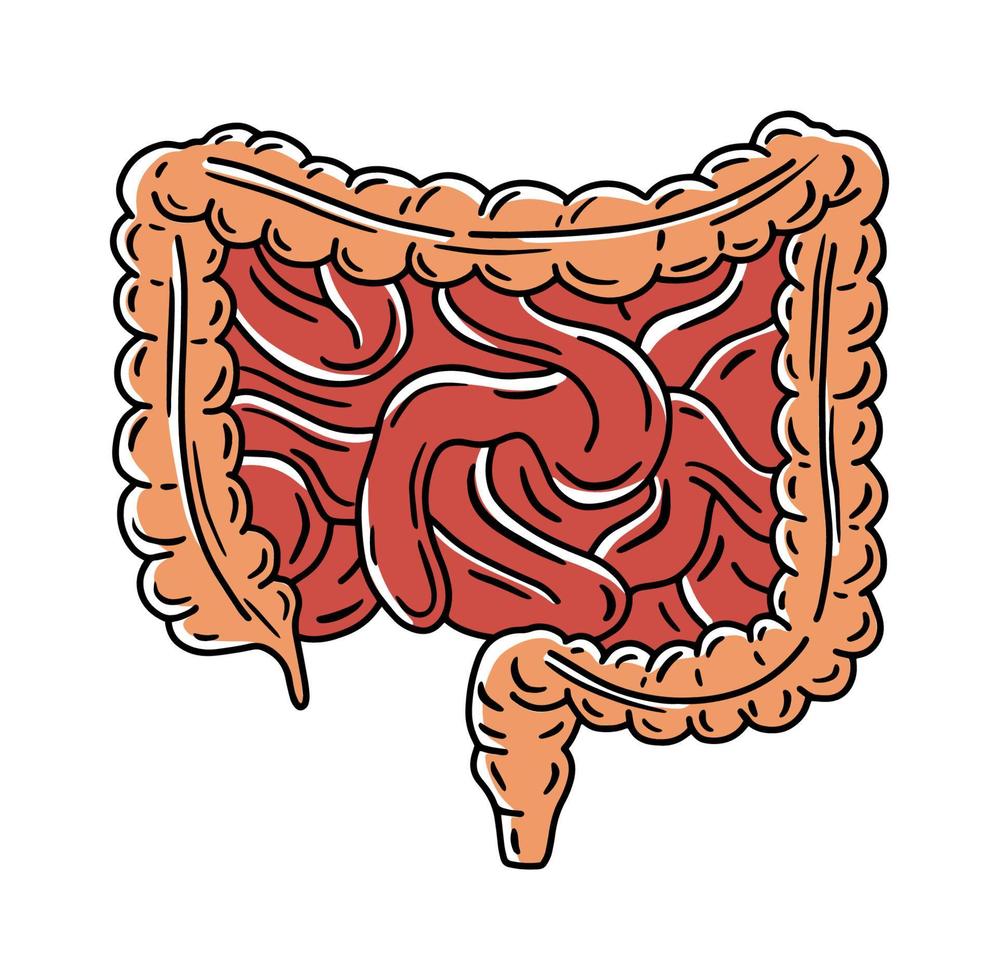 intestino, intestino delgado y colon grueso vector ilustración anatómica en estilo de dibujo doodle. sistema digestivo y órganos internos del ser humano