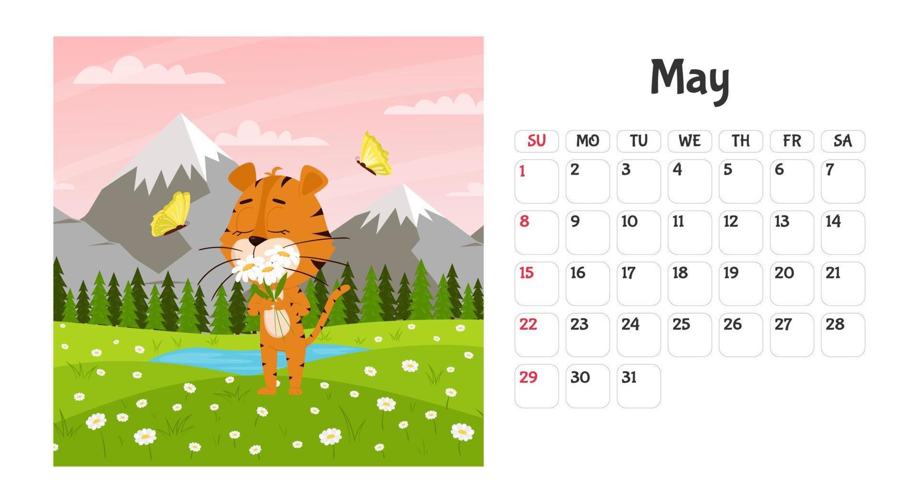 Horizontal desktop calendar page template for May 2022 with a cartoon tiger symbol of the Chinese year. The week starts on Sunday. Tiger sniffs daisies in the field vector