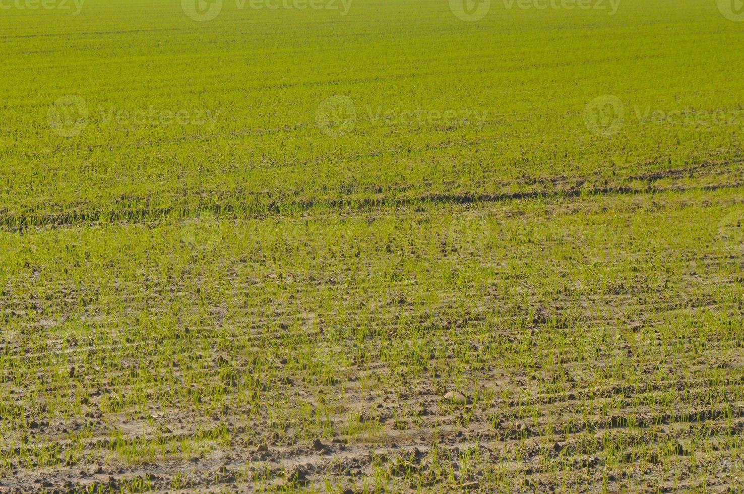 Cultivated field in early autumn season photo