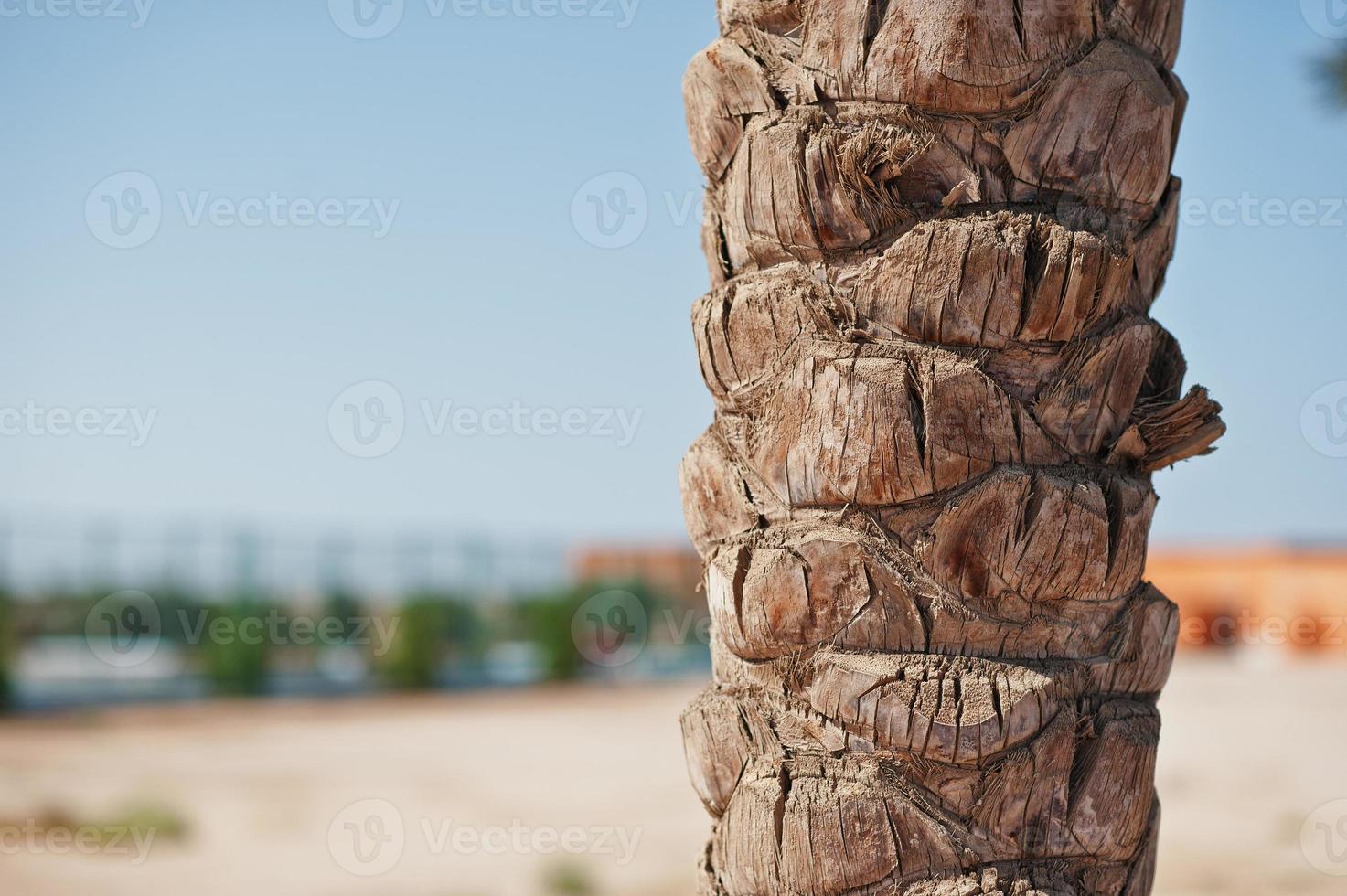 Close up of palm tree bark background sand photo