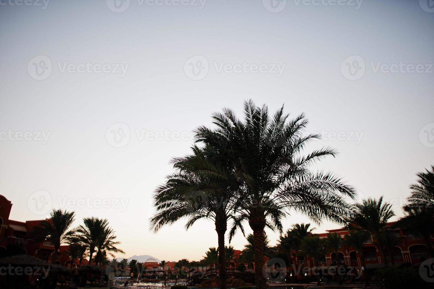 The tops of palm trees background evening sky photo